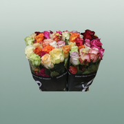 Rose Rainbow Chic