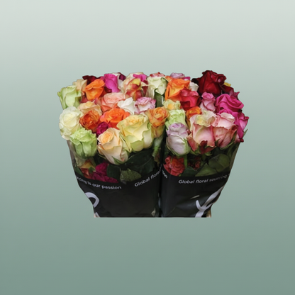 Rose Rainbow Chic