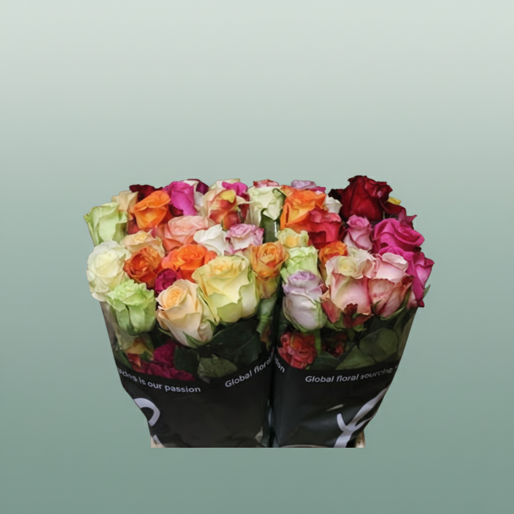 Rose Rainbow Sweet Promise