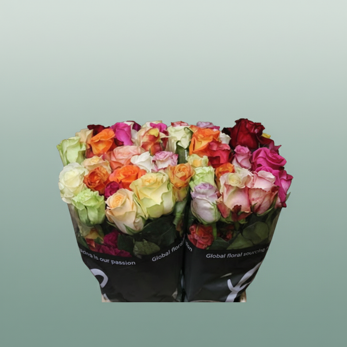 Rose Rainbow Sweet Promise