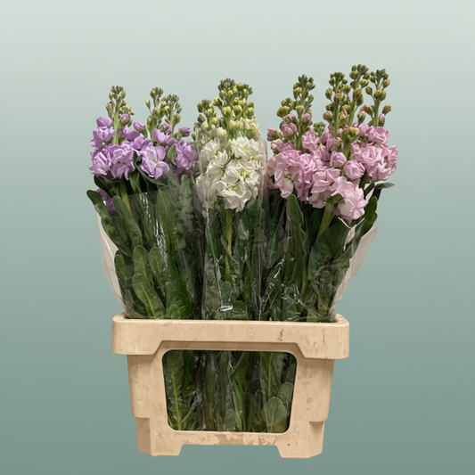 Matthiola Iron Mixed