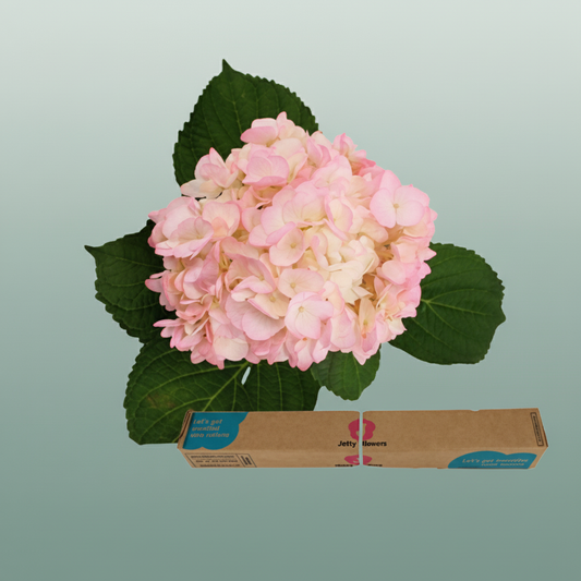 Hydrangea Equadorian Pink