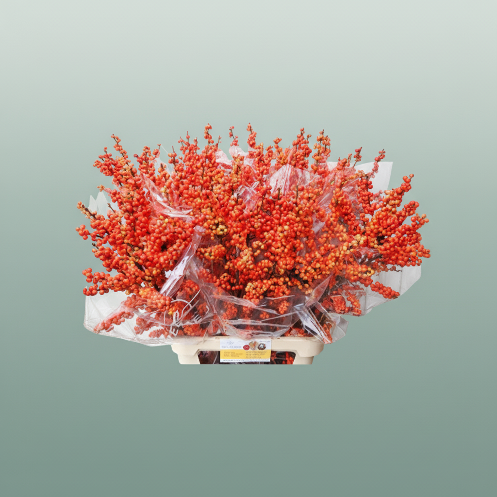 Ilex Berry Oudij Orange
