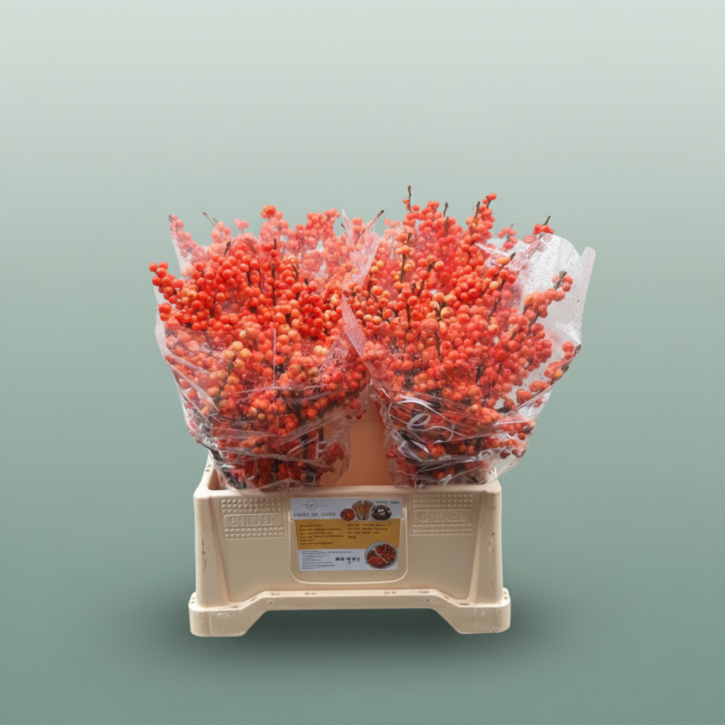 Ilex Berry Oudij Orange