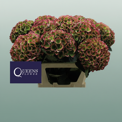 Hydrangea Classic Magical Opal