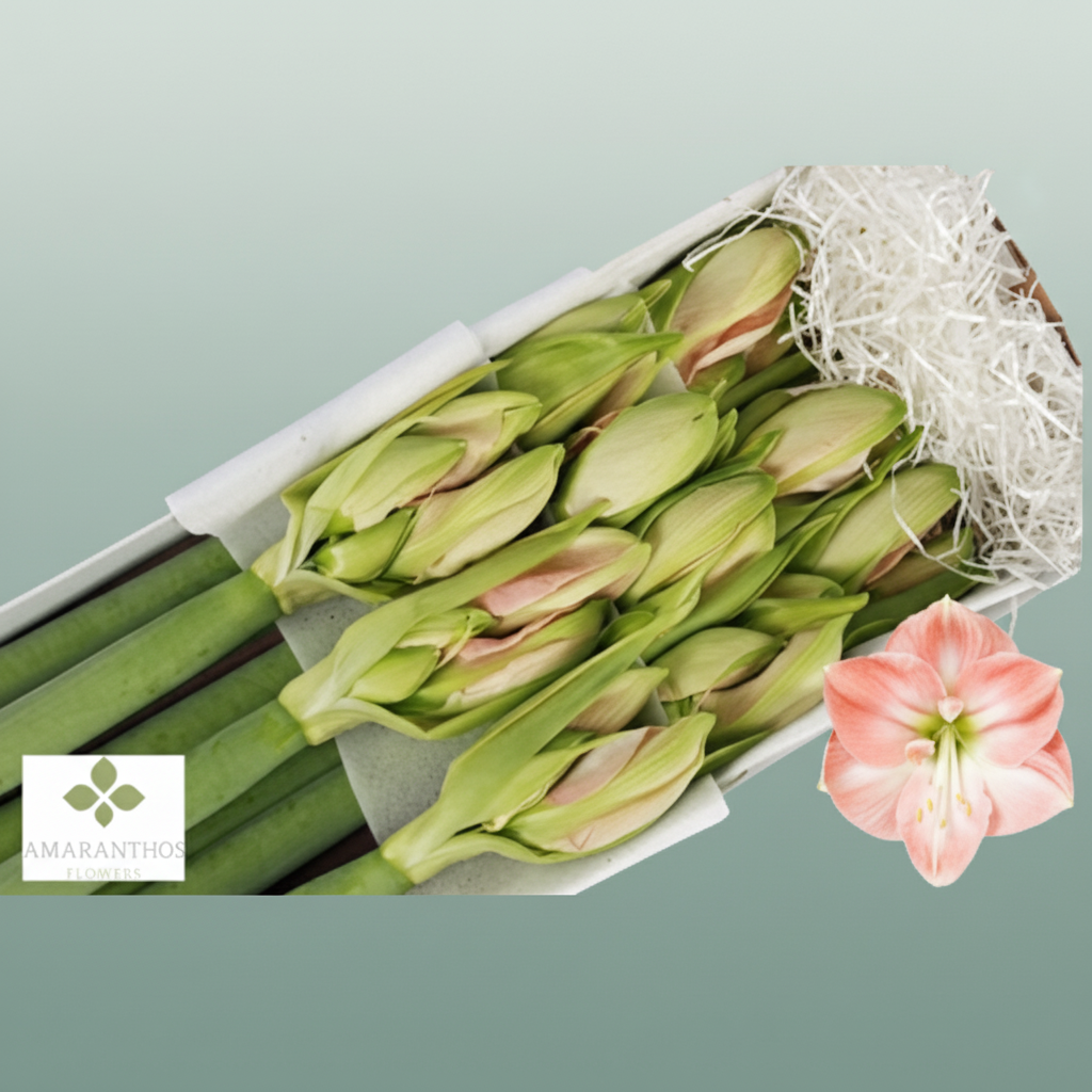 Amaryllis Darling