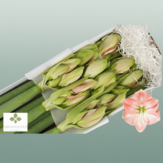 Amaryllis Darling