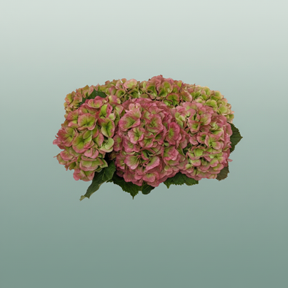 Hydrangea Classic Verena Red/Green