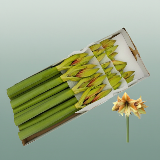 Amaryllis Mocca