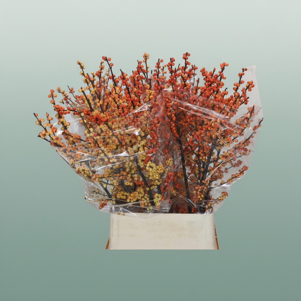 Ilex Berry Cresgold