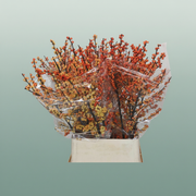 Ilex Berry Cresgold