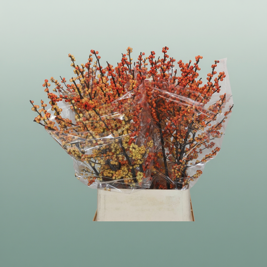 Ilex Berry Cresgold
