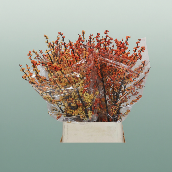 Ilex Berry Cresgold