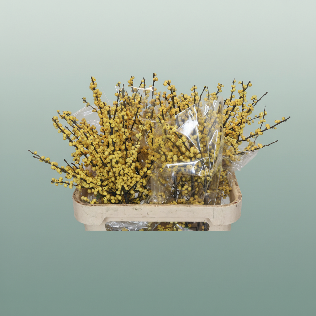 Ilex Berry Citronella