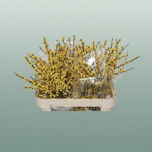 Ilex Berry Citronella