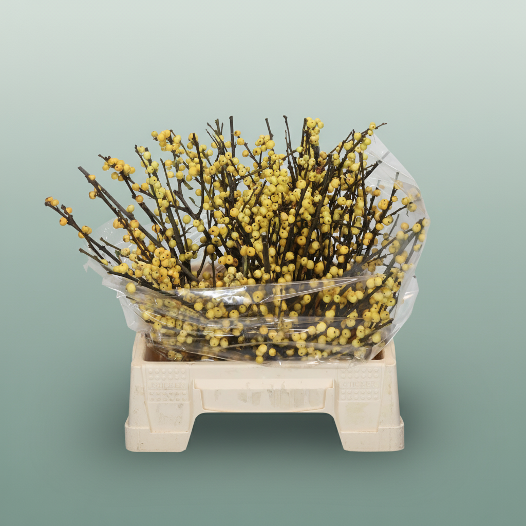 Ilex Berry Citronella