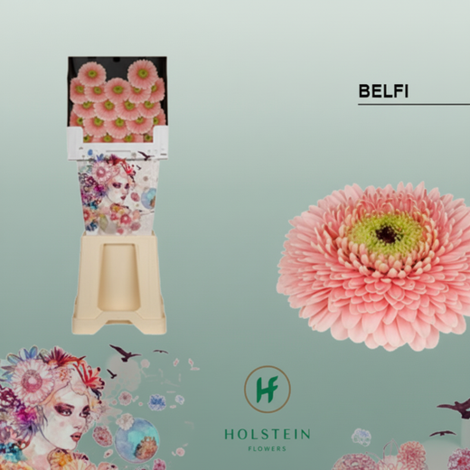 Germini Ball Belfi