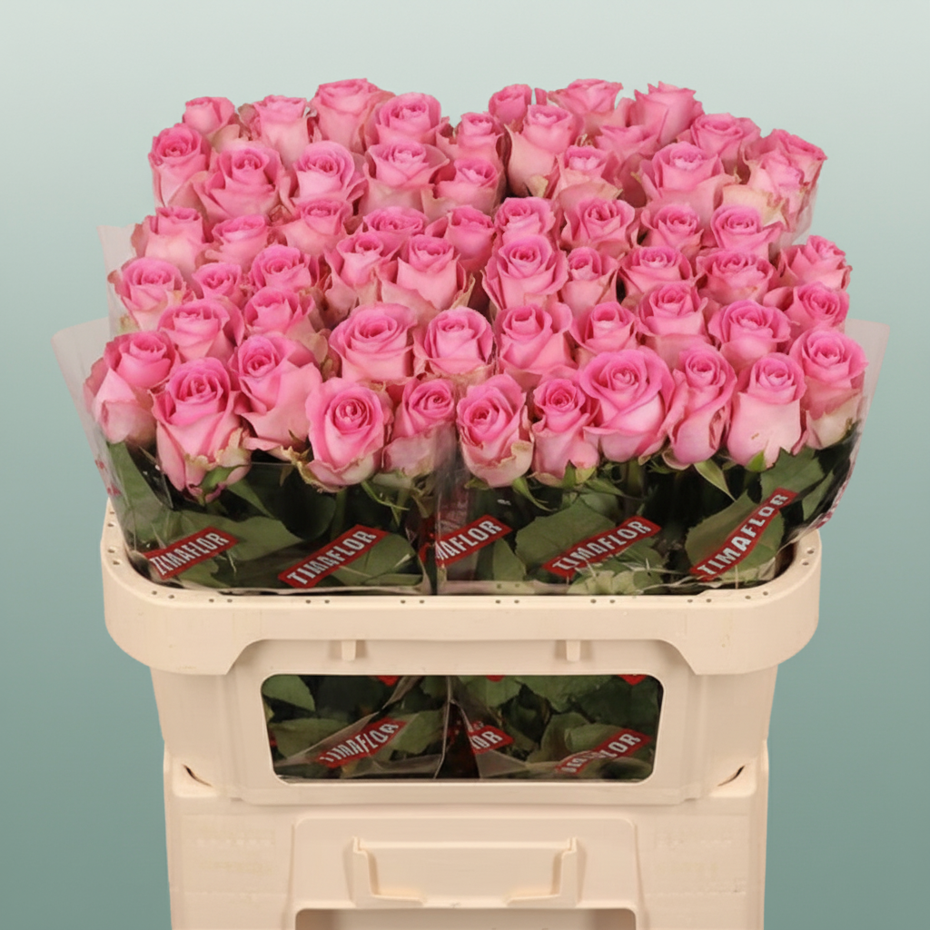 Rose Revival – All Occasions Wholesale