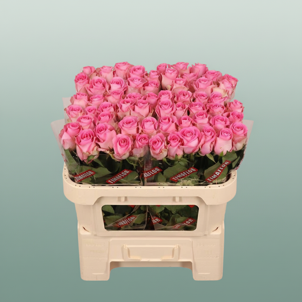 Rose - Rosa - Revival Sweet
