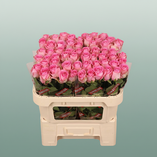 Rose - Rosa - Revival Sweet