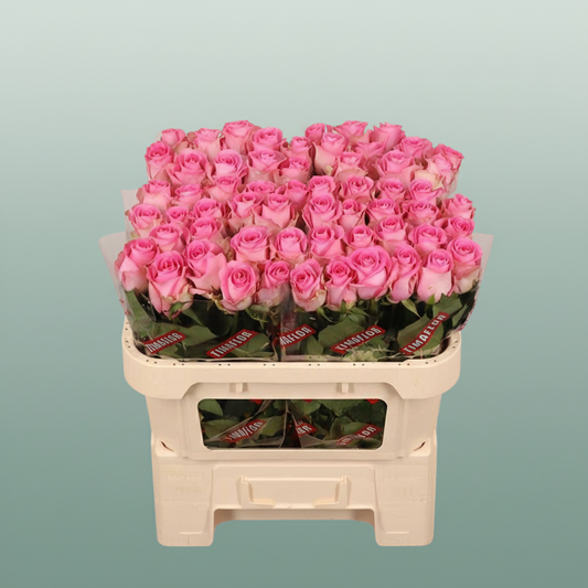 Rose - Rosa - Revival Sweet