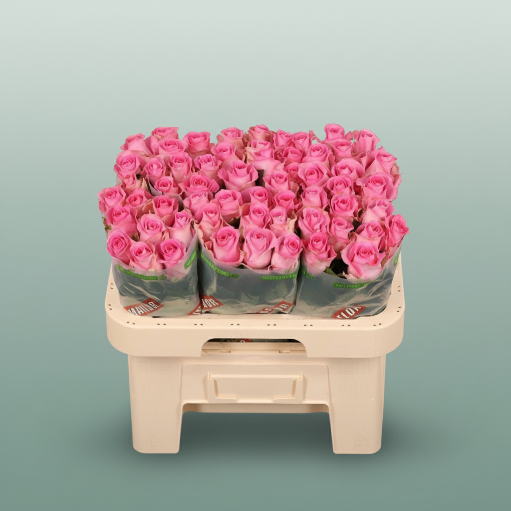 Rose - Rosa - Revival Sweet
