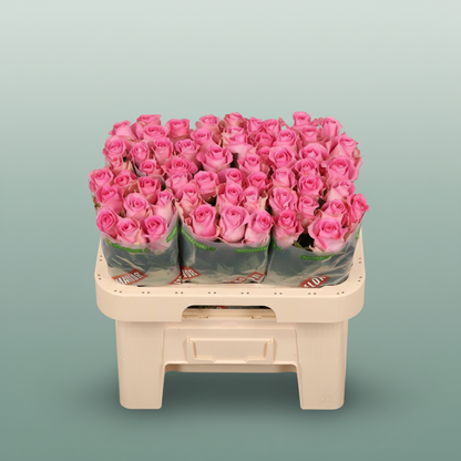Rose - Rosa - Revival Sweet