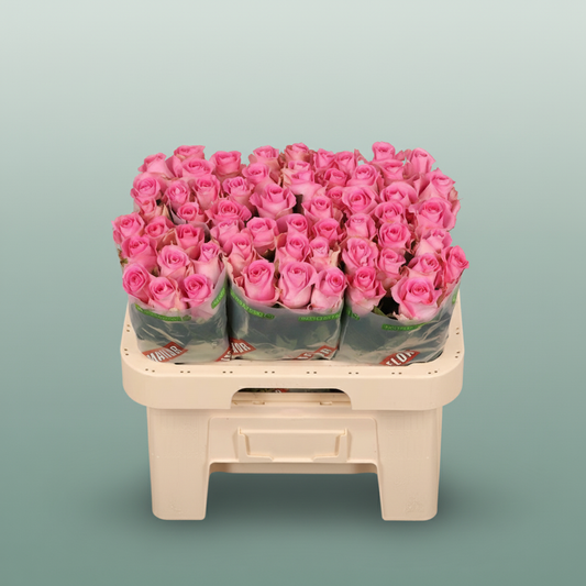 Rose - Rosa - Revival Sweet
