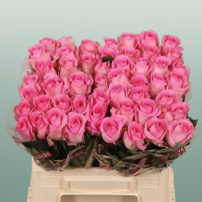 Rose - Rosa - Revival Sweet