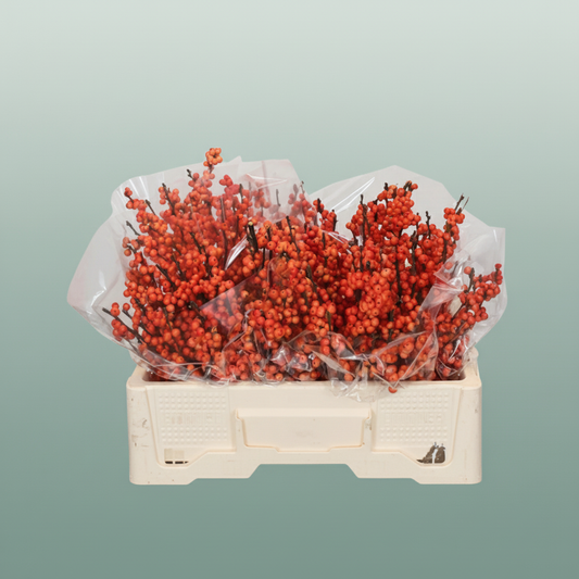 Ilex Berry Winter Gold