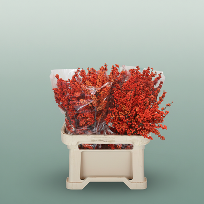 Ilex Berry Winter Gold