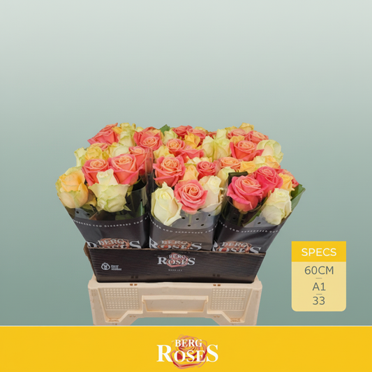 Rose Avalanche Pastel Mix