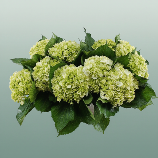 Hydrangea Equadorian Lima