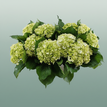 Hydrangea Equadorian Lima