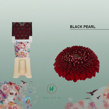 Germini Black Pearl