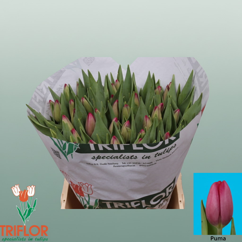 Tulip Puma