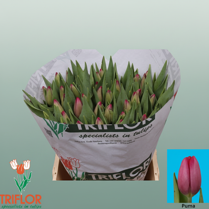 Tulip - Tulipa - Puma