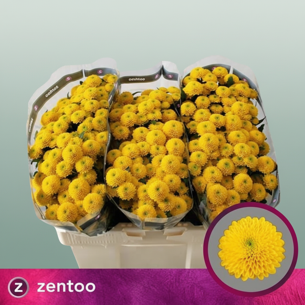 Spray Chrysanthemum - Chrysanthemum - Aurinko