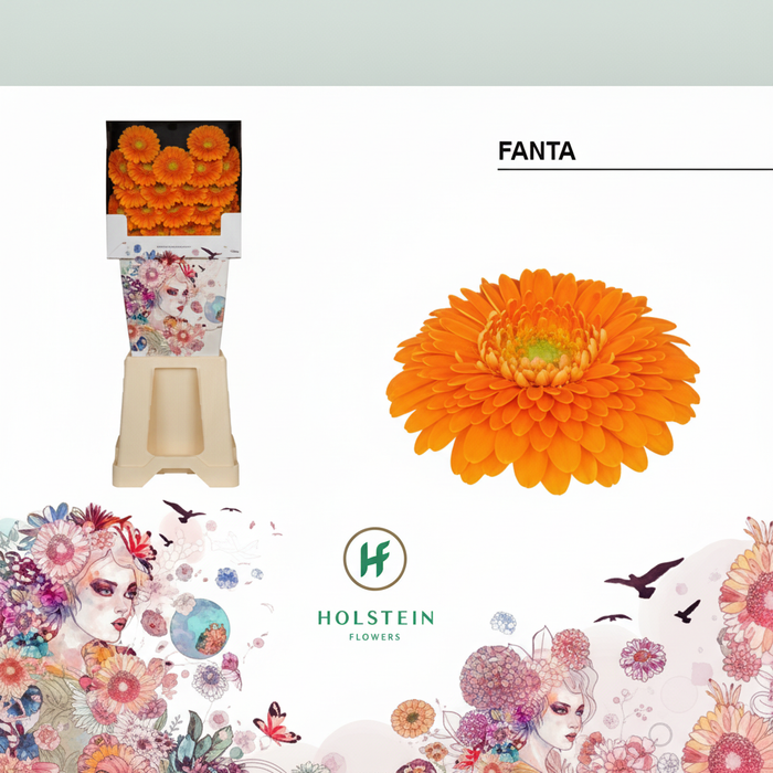 Germini Ball Fanta