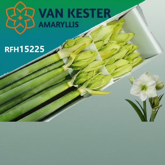 Amaryllis White Sensation