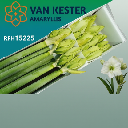 Amaryllis White Sensation