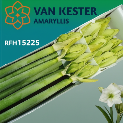 Amaryllis White Sensation