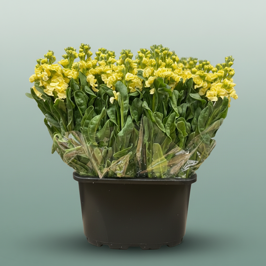 Matthiola Iron Yellow