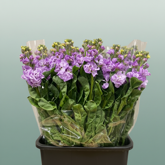 Matthiola Iron Marine