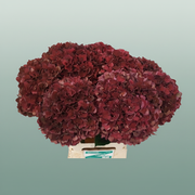 Hydrangea - Hydrangea - Kolmaru