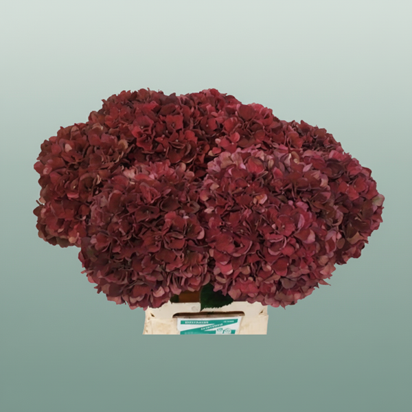 Hydrangea - Hydrangea - Kolmaru