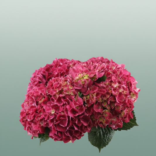 Hydrangea Equadorian Magical Trophy