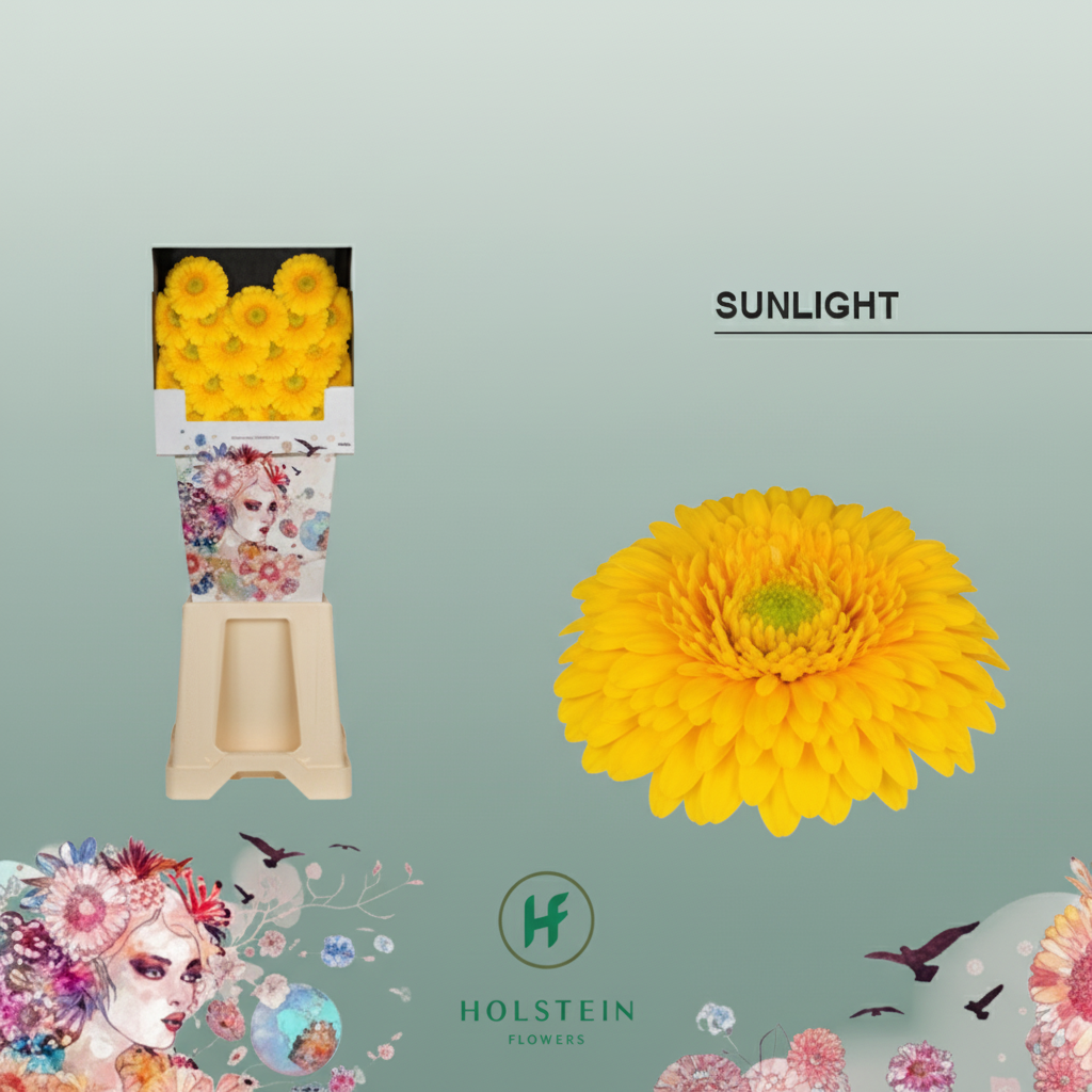 Germini Ball Sunlight