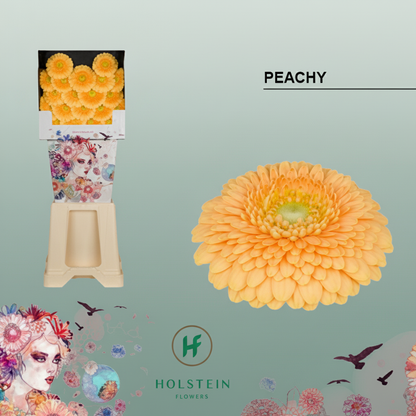 Peachy Orange Germini Flowers – 50cm Stems