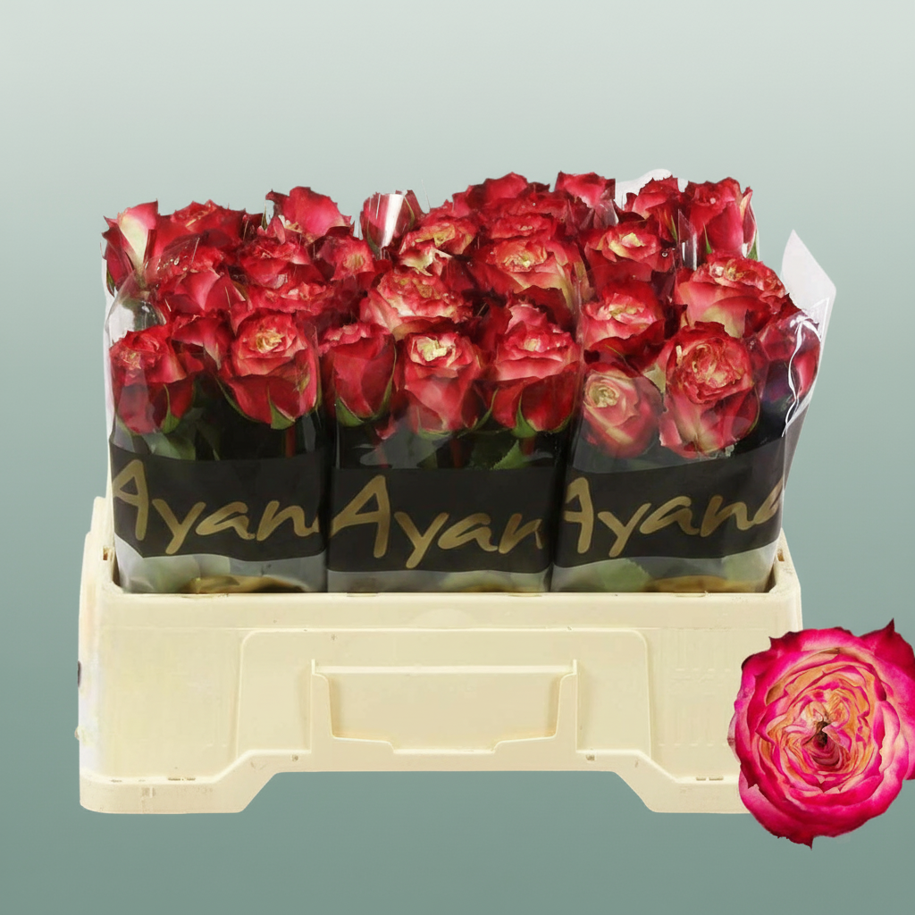 Rose Apple Jack